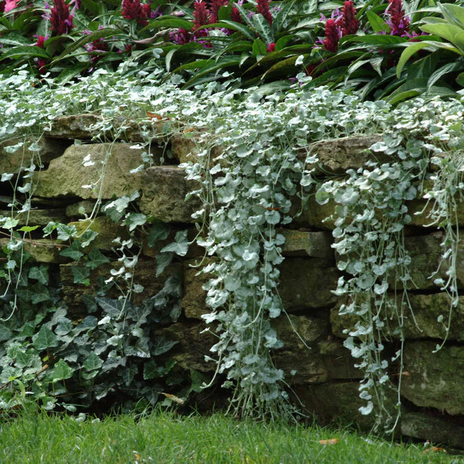 Dichondra, Silver Falls