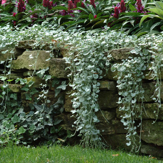 Dichondra, Silver Falls