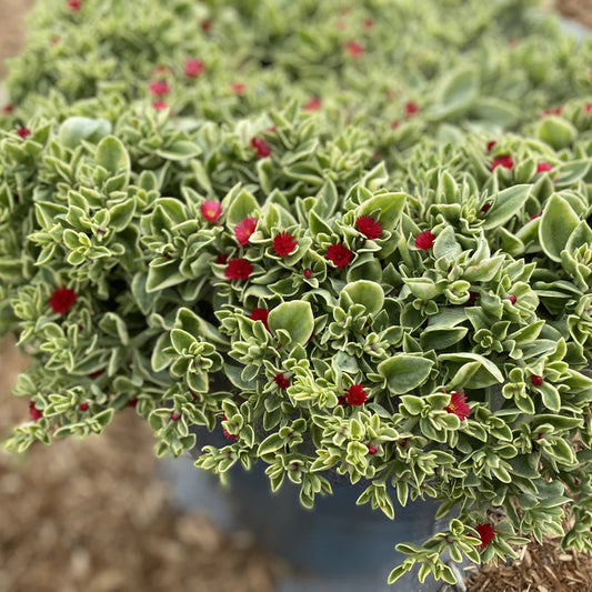 Aptenia, Trailing Red Mezoo
