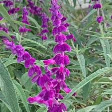 Sage, Mexican