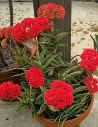 Crassula  falcata