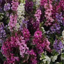 Angelonia, Variety