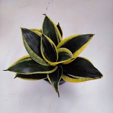 Sansevieria, Black Gold