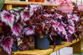 Begonia Rex