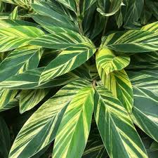 Alpinia Variegated