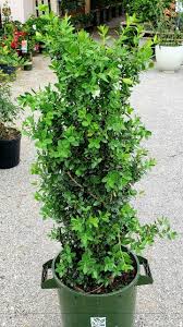 Green Tower Boxwood