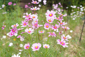 Cosmos