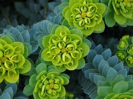 Donkey Tail Spurge