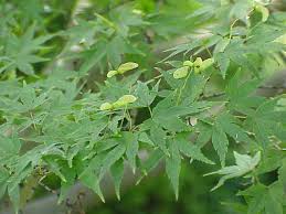 Maple, Sango Kaku Japanese