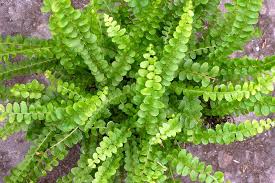 Lemon Button, Fern