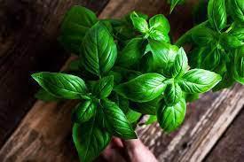 Herb, Basil