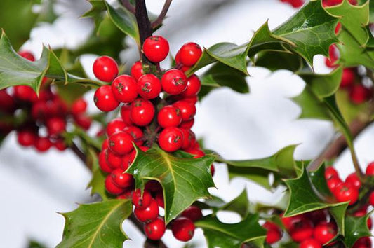 Holly, Eagleston - Tree Form