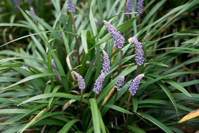 Liriope, Evergreen Giant