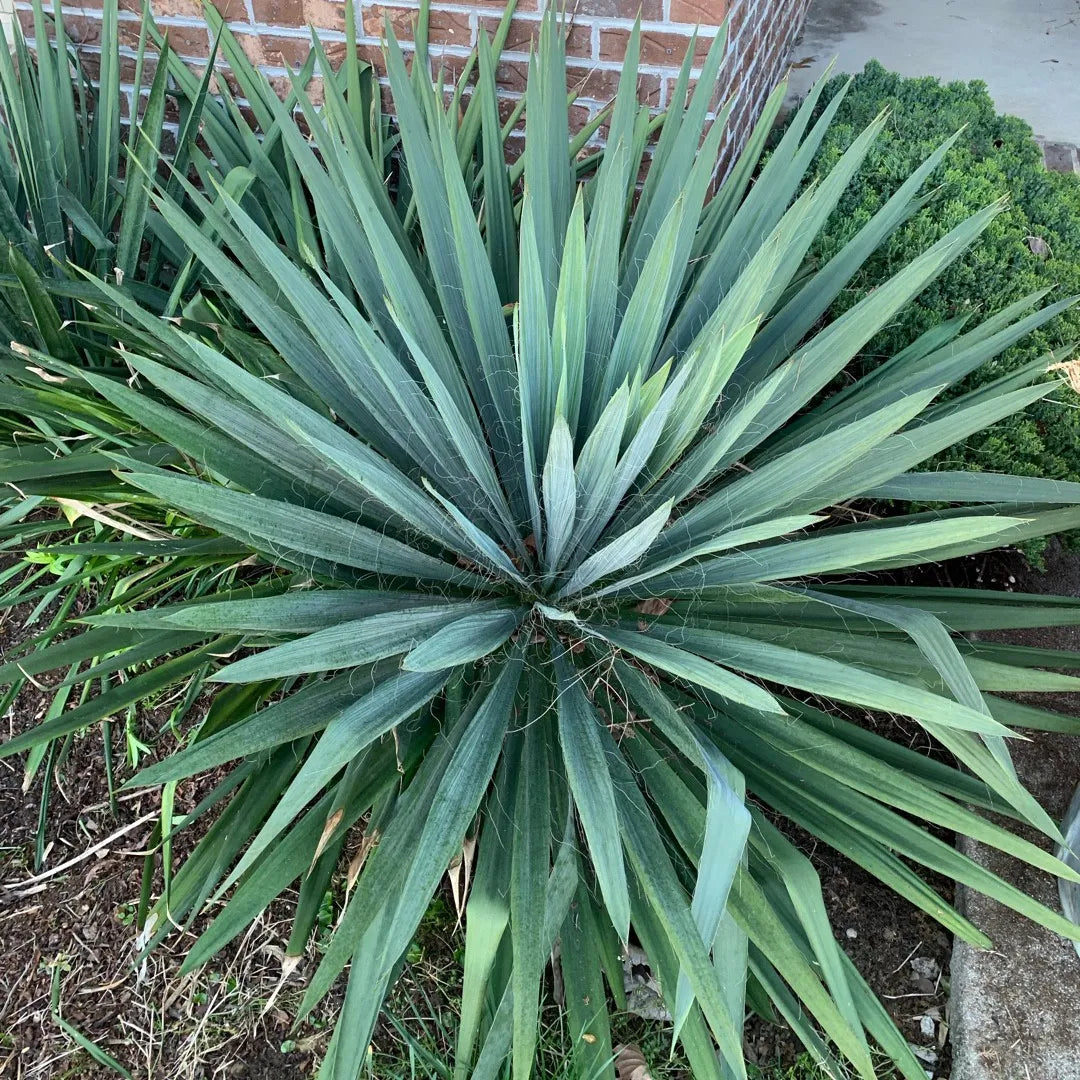 Yucca, Excalibur