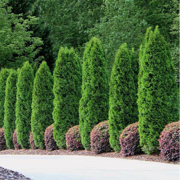 Arborvitae