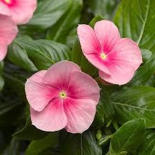 Vinca, Variety