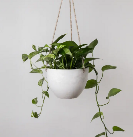 Hanging Planter, Black