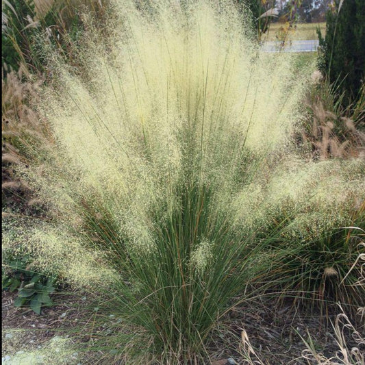 Grass, White Cloud Muhly