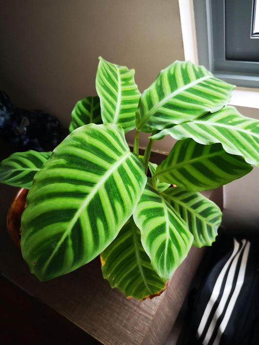 calathea, zebrina