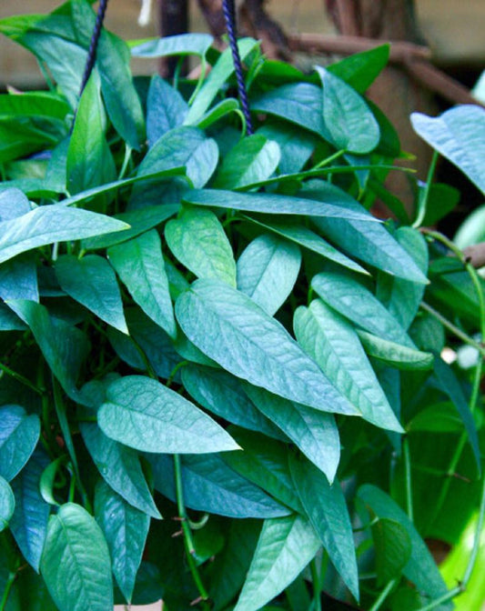 pothos, cebu blue