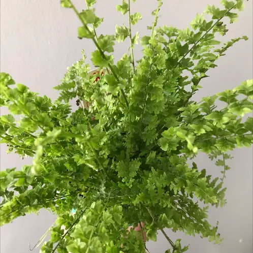 Fern, Green Fantasy