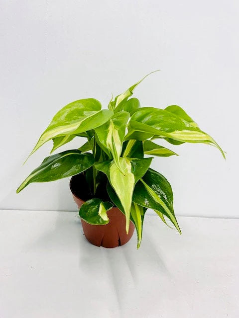 Philodendron, Rio