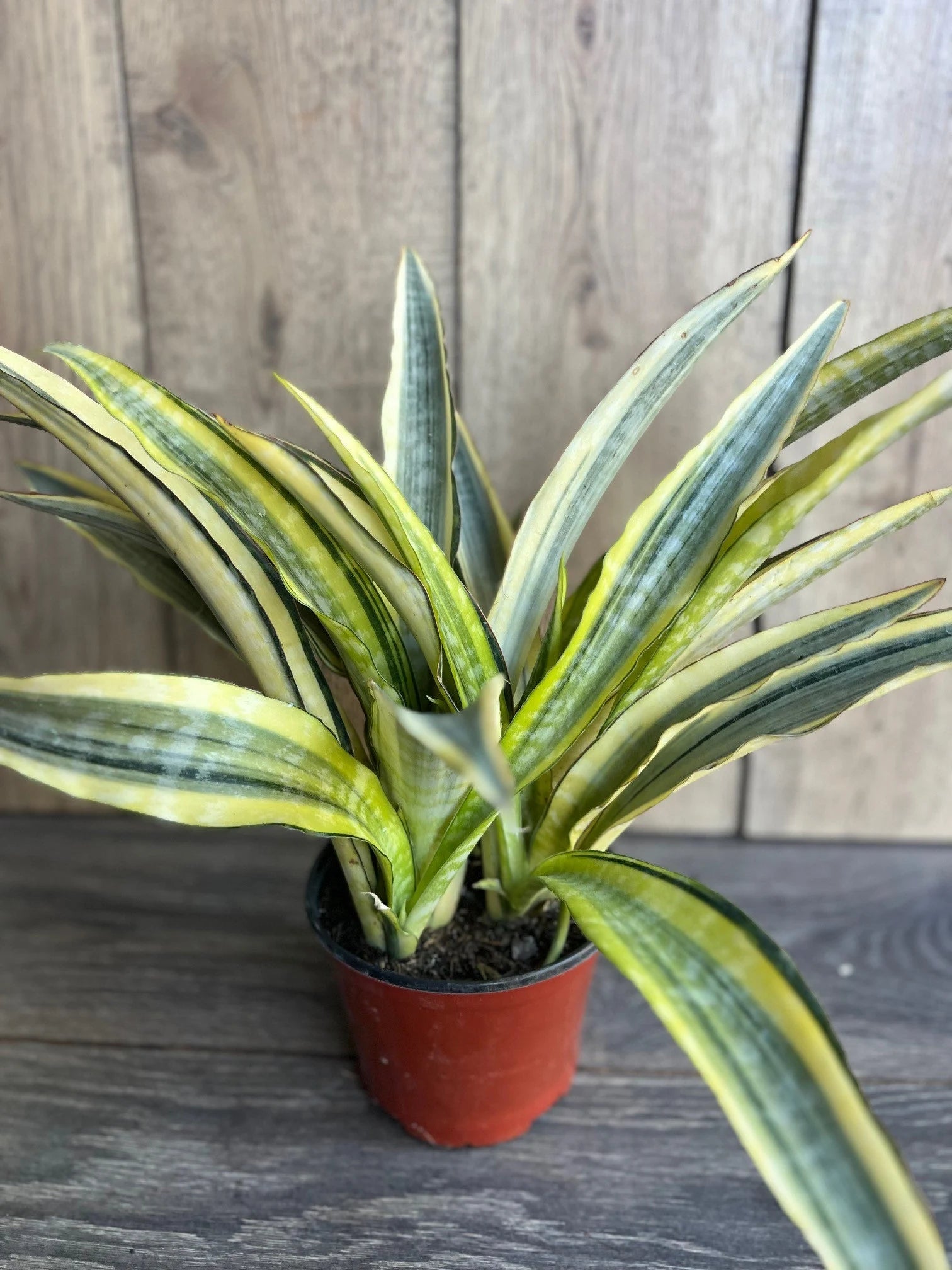 Sansevieria, Gold Flame Silver
