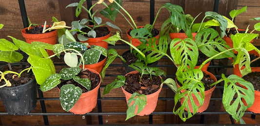 Indoor Plant Assorted