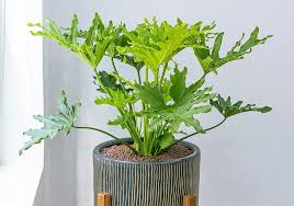 Philodendron, Split leaf
