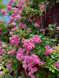 Rose, Peggy Martin