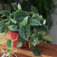 Pothos, Pictus
