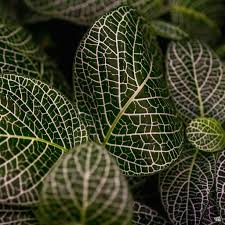 Fittonia (Nerve plant)