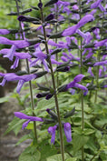 Load image into Gallery viewer, Salvia, Variety
