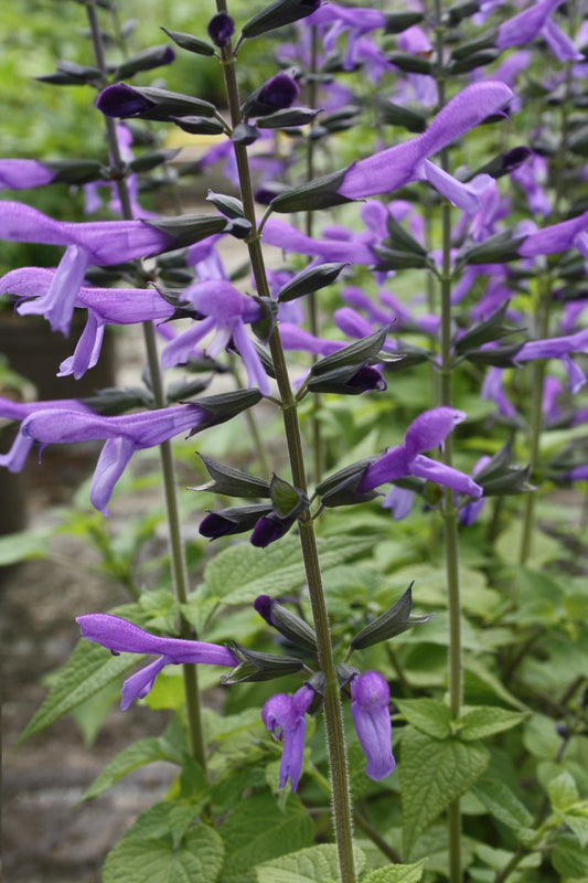 Salvia, Variety