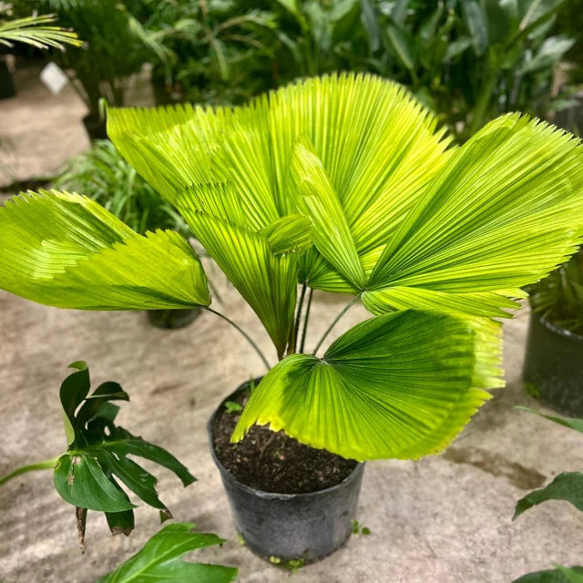 Palm, Licuala grandis