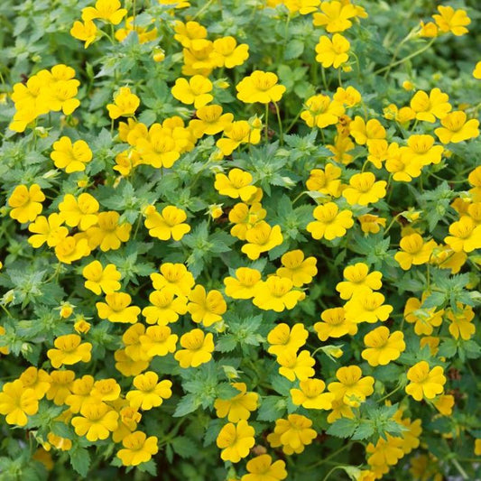 Mecardonia, Magic Carpet (Yellow)