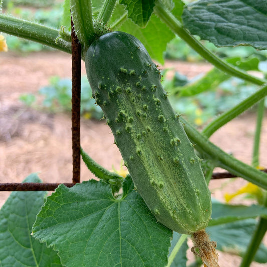 Cucumber, Variety