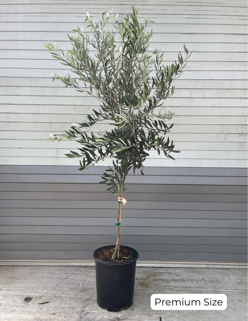 Tree, Olive (Mission)