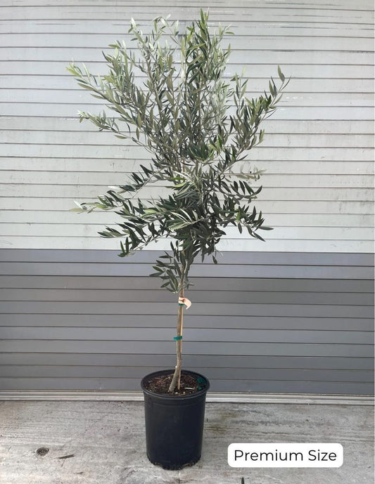 Tree, Olive (Mission)