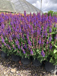 Load image into Gallery viewer, Salvia, Variety
