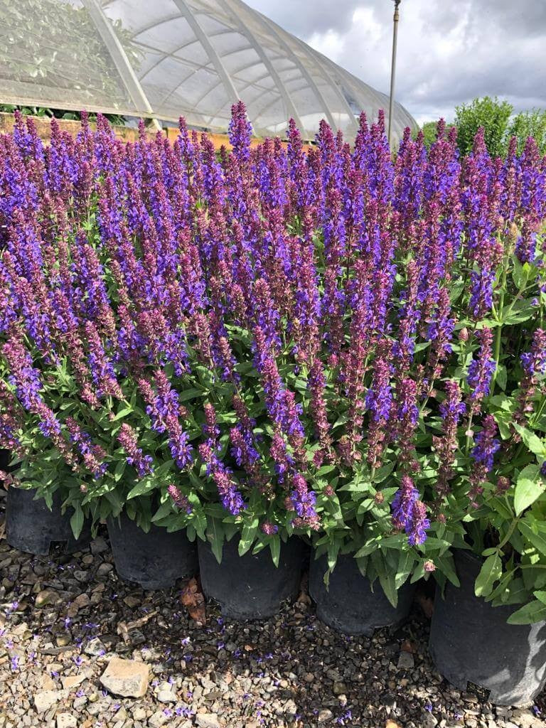 Salvia, Variety