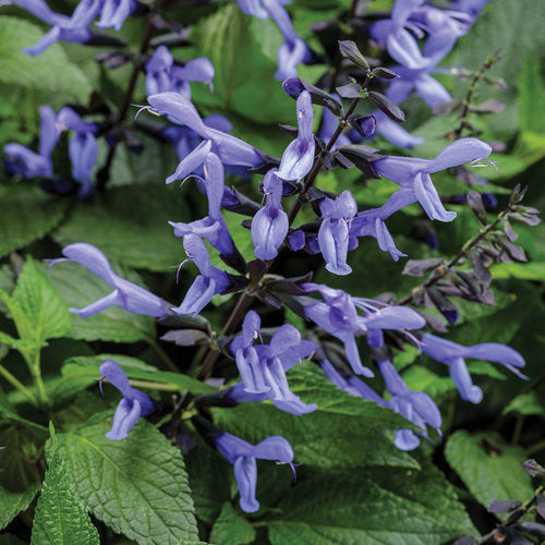 Salvia, Variety