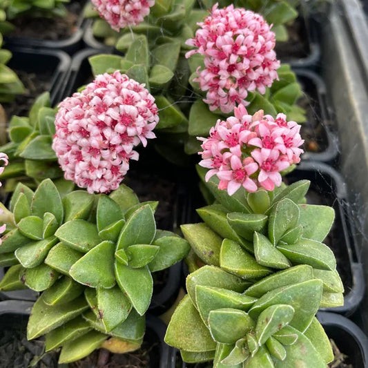 Crassula, Spring Time