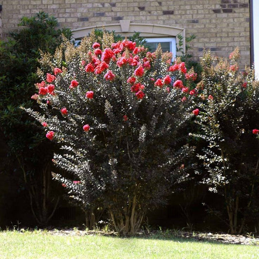 Crape Myrtle, Thunderstruck Coral Boom