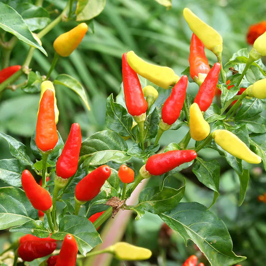 Pepper, Variety
