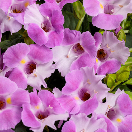 Torenia, Variety