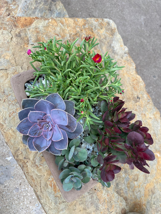 Succulent Arrangement