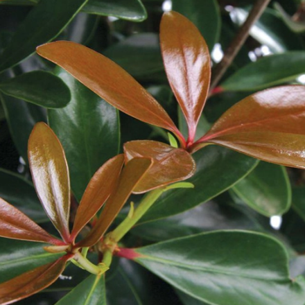 Cleyera, Japanese