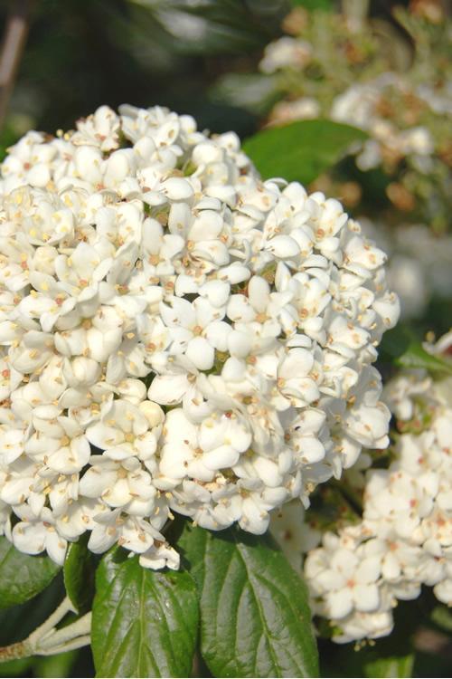 Viburnum, DWF Fragrant