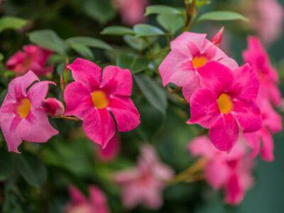 Mandevilla, Variety